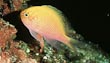 Sunburst Anthias Fish
